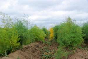 大棚白芦笋种植技术(金蝉养殖技术-芦笋等多年生蔬菜地养殖金蝉)