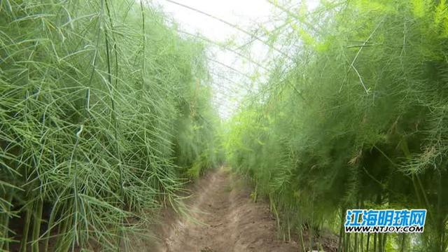 南通通州东平村千万资金打造“芦笋村”