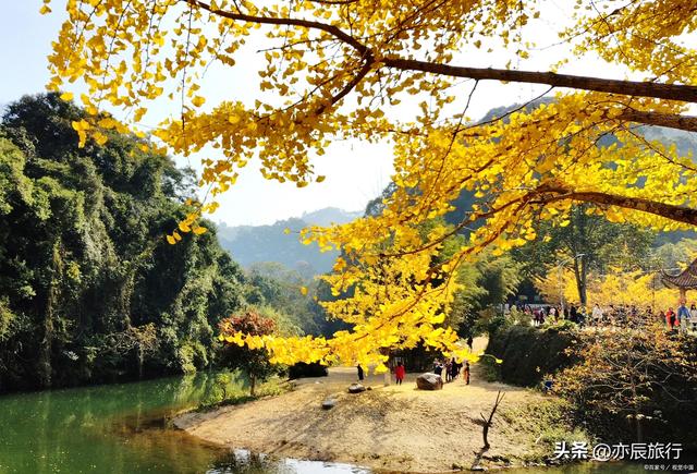 中国最美十大银杏风景观赏地，秋季看银杏叶的地方，你去过几个？