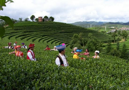 茶叶的种植技术及种植前景分析