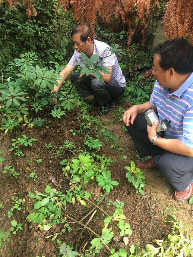 七叶一枝花（重楼）的种植方法