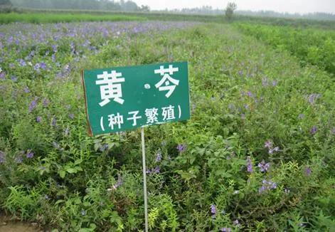 农村荒山种植什么能赚钱？(2)