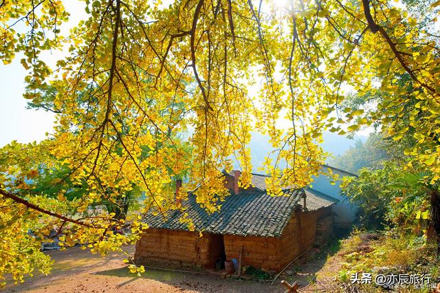 中国最美十大银杏风景观赏地，秋季看银杏叶的地方，你去过几个？