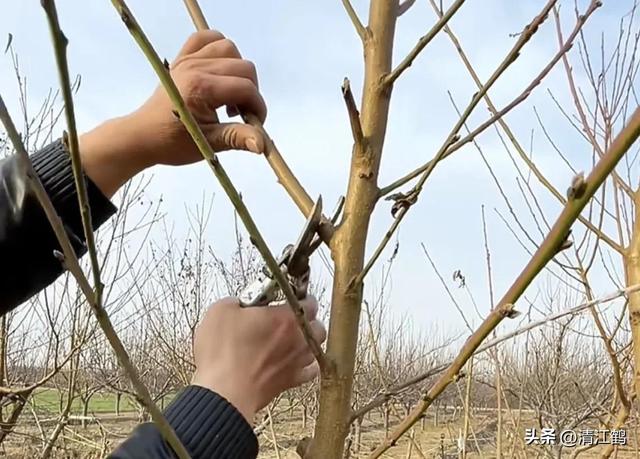 桃树营养生长过旺坐果少，3招桃树修剪调树势，促控管理结好果