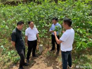 一亩桑树种植多少株(大山深处 一个“桑蚕小镇”是如何破茧而出的？)