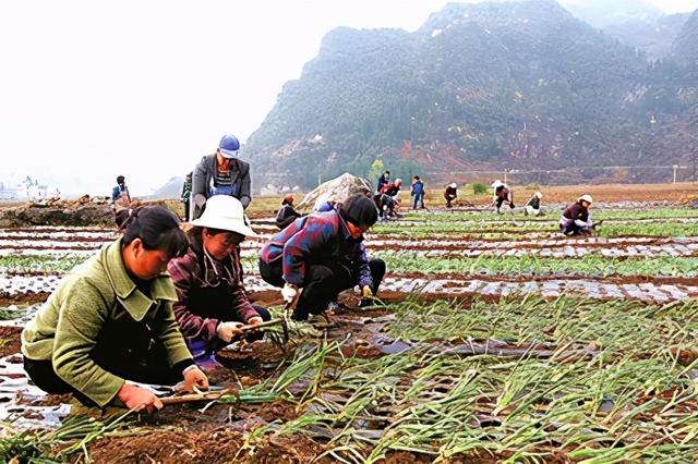 小香葱的种植方法