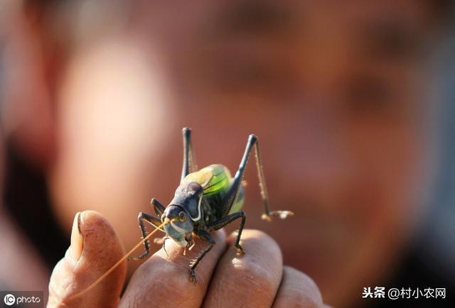 农村很常见的蝈蝈，很多人都说它能吃？若饲养观赏你会养吗？