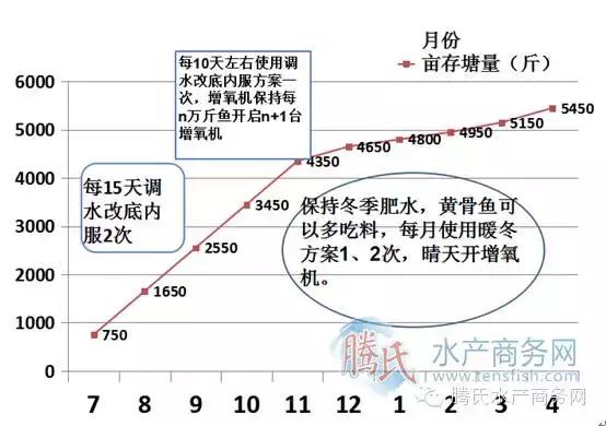 高手是这样养黄颡的！以珠三角黄颡鱼为例