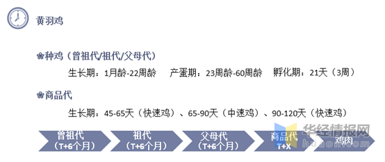 2021年中国黄羽肉鸡产业现状分析，市场区域性特征明显「图」