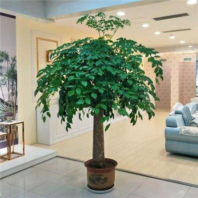 适合室内养的大型植物