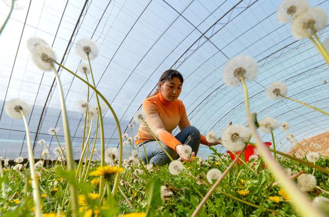 秋季种植蒲公英，做好这几点，产量高、口感好、纤维少