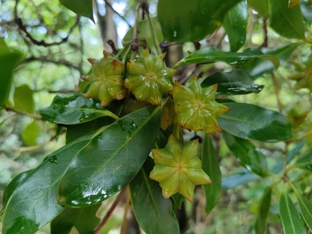 八角树能在北方种植吗？