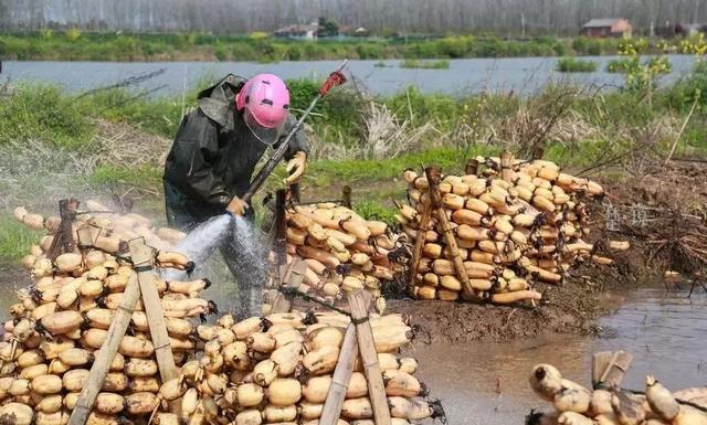 全国80%的莲藕竟然都来自湖北的这些地方！作为湖北人的你知道吗？