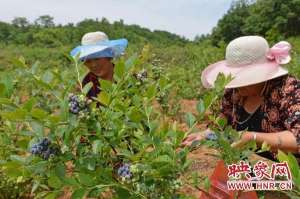 河南蓝莓种植基地(鲁山县库区乡：小蓝莓托起群众增收梦)