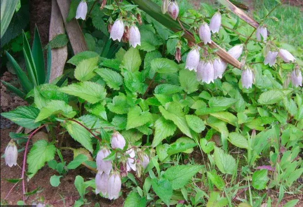 风铃草春冬都能养，家里养一盆年年花开成海，难怪这么多人抢着养