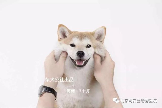 狗界小戏精—柴犬