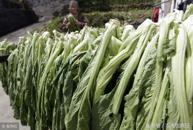 立秋后还能种什么菜？这几种蔬菜种植正当时，城里阳台上也能种