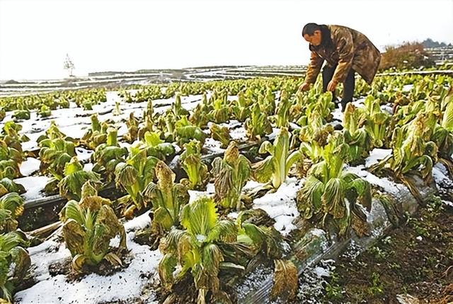 枣庄市农业气象灾害的分析，它应该如何防御？