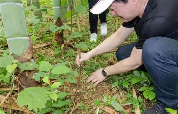 竹林中的“虫草”，一斤近百元不常见，能投入种植吗？