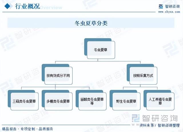 智研咨询报告：冬虫夏草行业市场现状及未来发展趋势预测分析