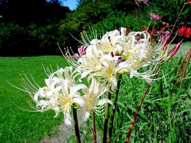 美丽而悲伤的花朵，彼岸花，如何养殖呢？