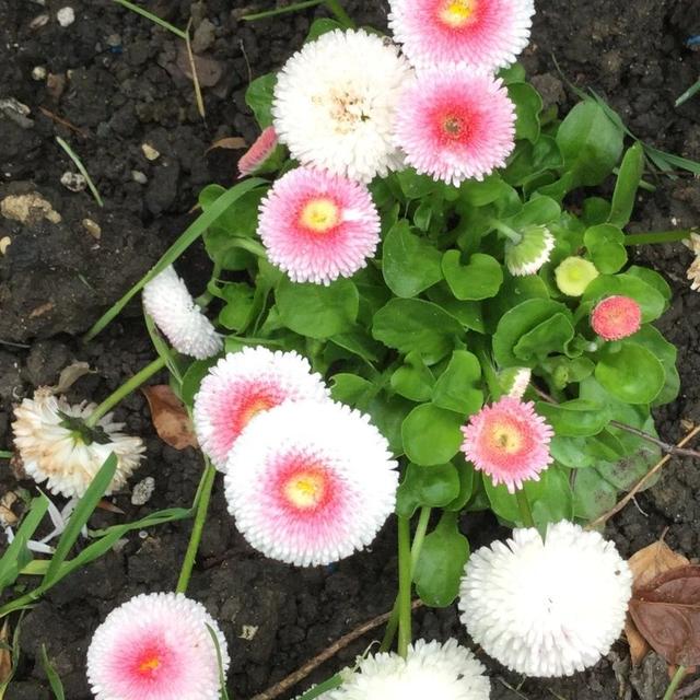 美丽而脆弱的盆栽雏菊，花朵迷人，花期长，但夏天炎热就会挂