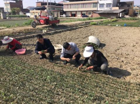 关于在深度贫困村大安镇华严寺村发展麦冬种植的可行性分析报告