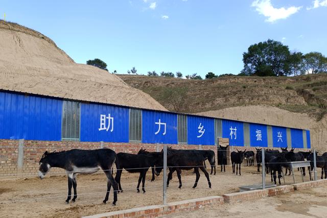 【“三抓三促”进行时 】复兴乡川口村黑毛驴养殖基地正式运行