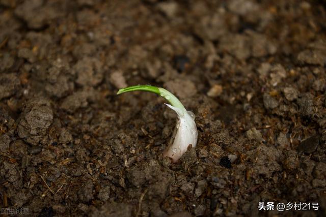 9月份种植蒜苗，三个注意事项，用对了才会产量高