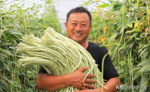 种植地面(怎样才能种出高产优质的好豆角？记住这4个种植管理技巧)