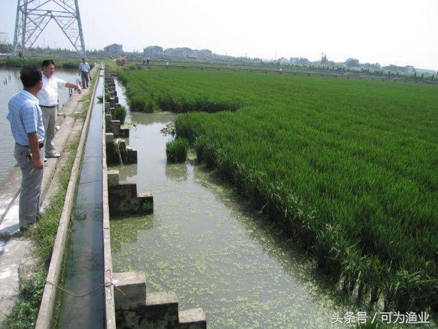 种植结合养殖龟鳖是我国龟鳖养殖业的发展方向