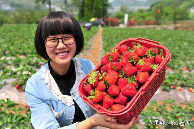 如何让草莓变得更红更甜更好吃？种植草莓要注意这几点