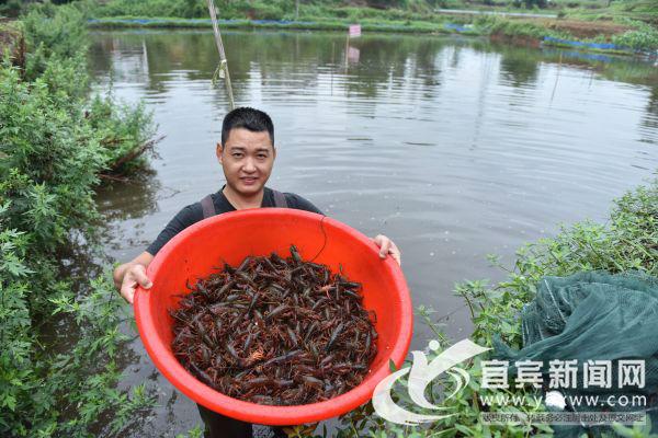 翠屏区王场镇：打造“川南小龙虾之乡”