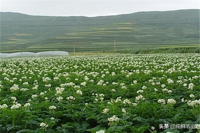 当归栽培技术要点，这些技巧让产量快速提升！快来学习