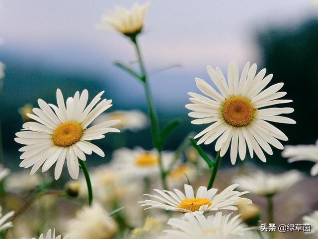 适合做花海的雏菊，颜色丰富，象征藏在心底的爱，春季播种正好