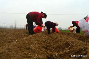 何首乌种植前景(农村人怎样才能种好何首乌？掌握4种方法，品质好才能多赚钱)