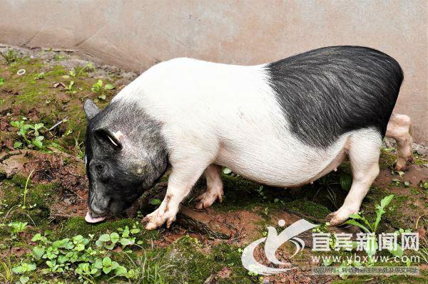 花椒树下跑香猪 “种养循环”让穷山沟变了样