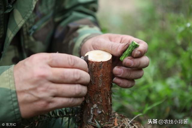 花椒嫁接掌握好这些要点，嫁接后易成活、长势好、产量大！