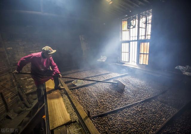 一斤茶油要多少斤茶籽，你知道吗？