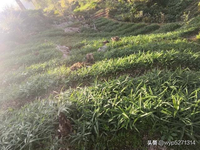 黄精的种植前景和行情分析