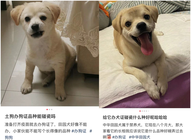 禁养犬名单，为何各地不统一？