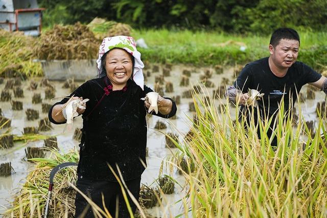 贵州凯里：稻鱼共生双丰收