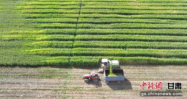 甘肃民乐玉米大豆带状复合种植实现增产增收