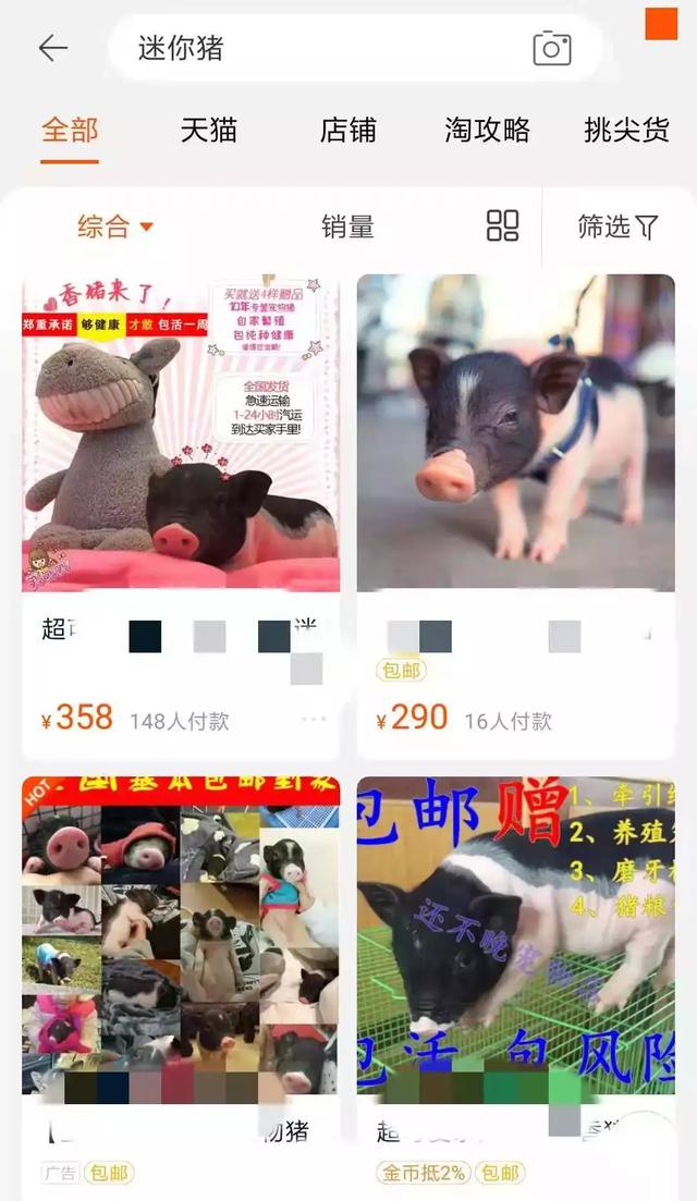 “宠物猪”长不大？这个骗局，坑了人，还坑了猪。