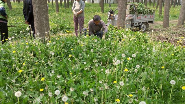 秋季种植蒲公英，做好这几点，产量高、口感好、纤维少