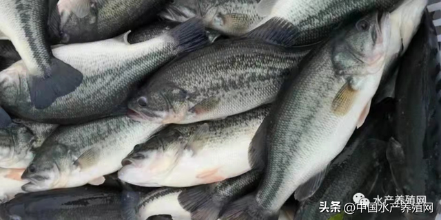 一天一个价！对虾鳜鱼黄骨牛蛙泥鳅黑鱼都涨了，鲈鱼形势不太妙！