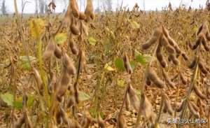 春大豆种植时间(2023年复播大豆种植技术规程（试行）)