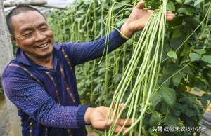 龙豆的种植(种植豆角记住这6点，豆角开花结荚多、落花落荚少、采收期延长)