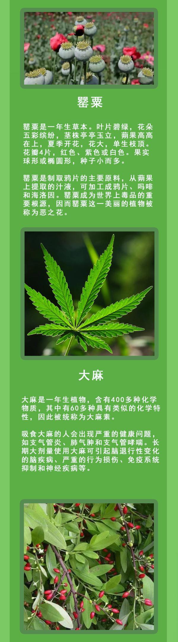 种植物竟要罚款坐牢？这些东西不简单，千万别种了都不知道