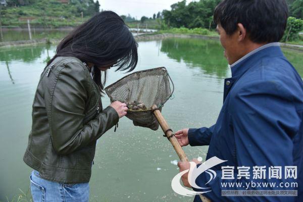 翠屏区王场镇：打造“川南小龙虾之乡”